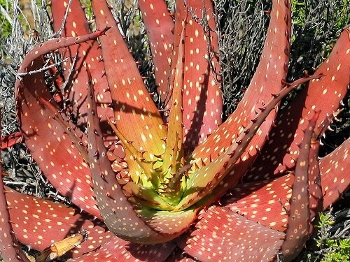 آلوئه ورا نژاد Aloe Microstigma